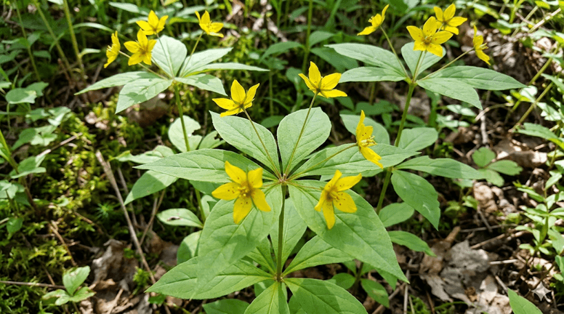 Whorled Loosestrife